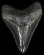 Sharp, Serrated, Megalodon Tooth - Georgia #52458-1